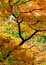 Autumn canopy